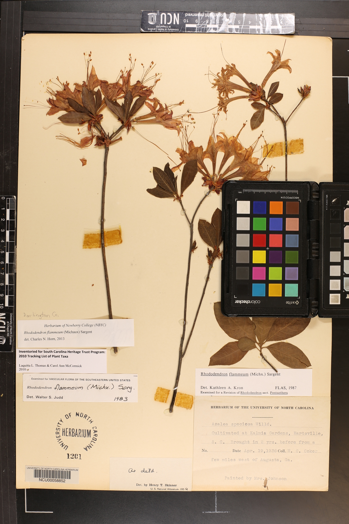 Azalea speciosa image