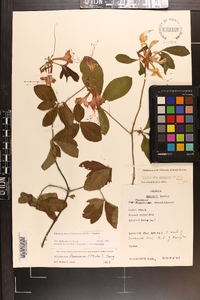 Rhododendron flammeum image