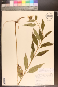 Helianthus decapetalus image