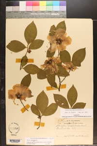 Stewartia malacodendron image