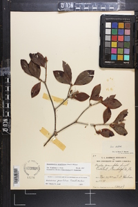 Rhododendron prunifolium image