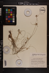 Rhynchospora floridensis image