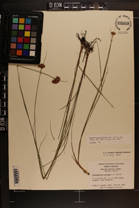 Rhynchospora pallida image