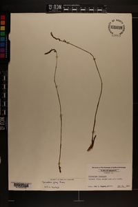 Spiranthes grayi image