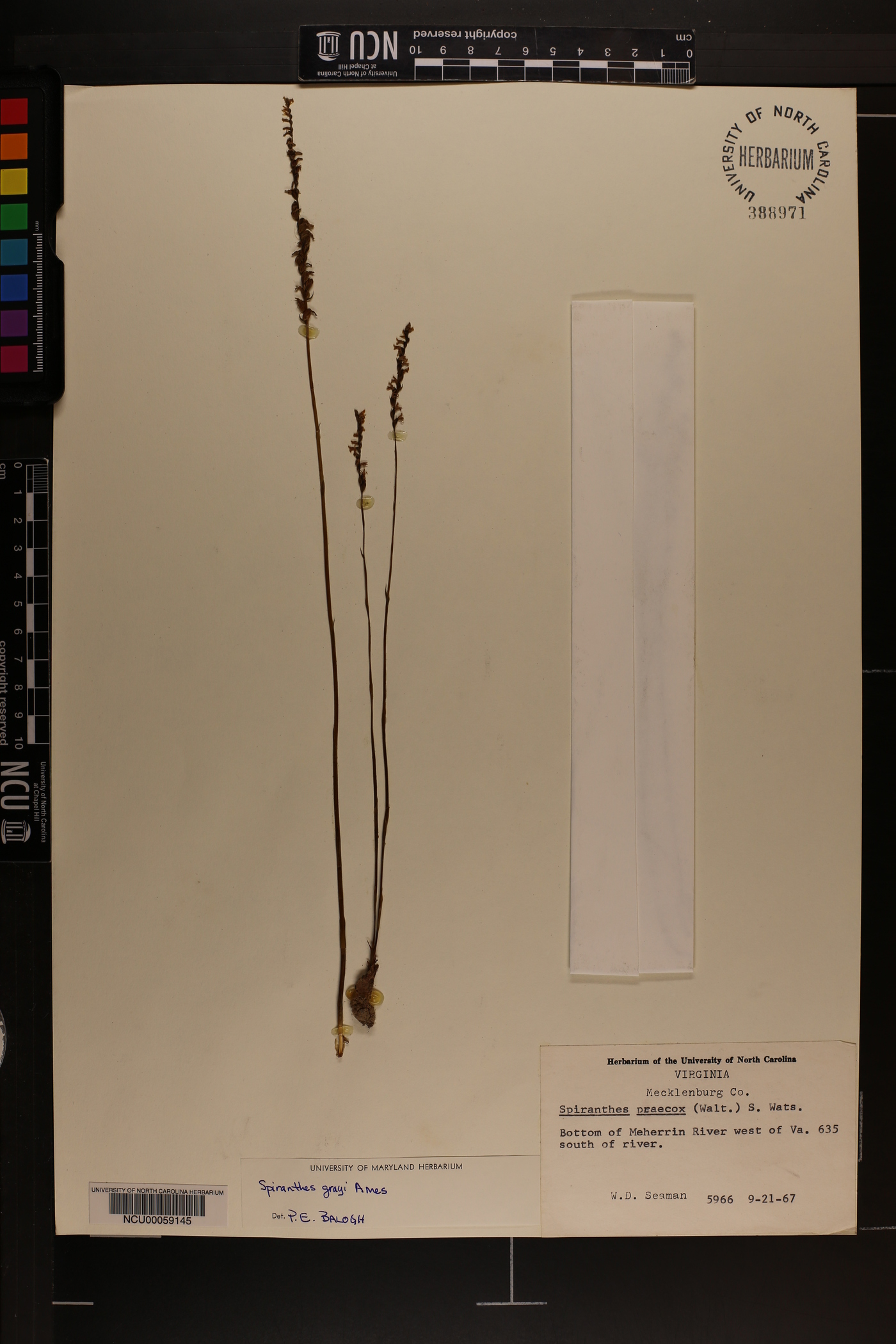 Spiranthes grayi image