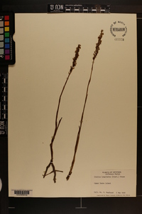 Spiranthes longilabris image
