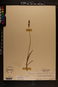 Spiranthes praecox image