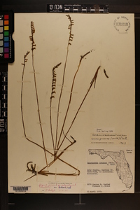 Spiranthes praecox image