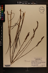 Spiranthes vernalis image