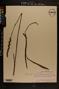 Spiranthes vernalis image