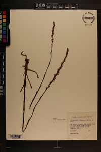 Spiranthes vernalis image