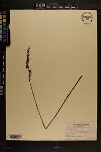 Spiranthes vernalis image