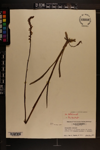 Spiranthes vernalis image