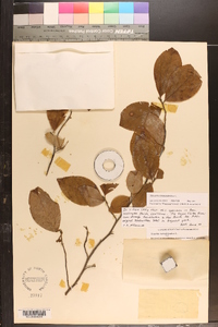 Stewartia malacodendron image