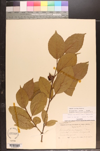 Stewartia ovata image