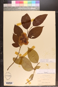 Stewartia ovata image