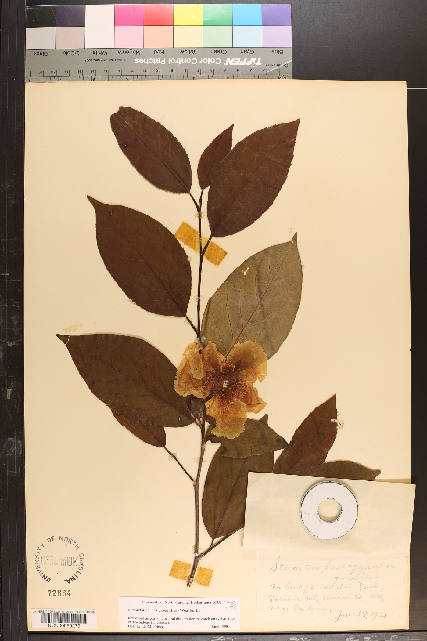 Stewartia ovata image