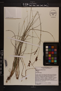 Rhynchospora plumosa image