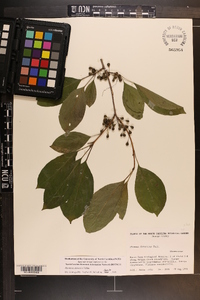 Rhamnus davurica image