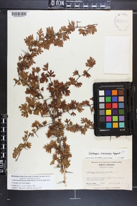 Crataegus marshallii image