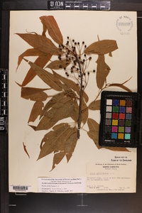 Prunus pensylvanica image