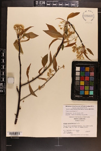 Prunus pensylvanica image