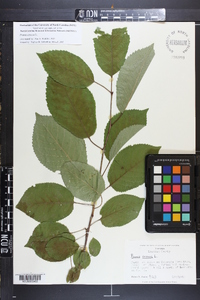 Prunus cerasus image