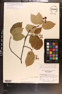 Amelanchier laevis image