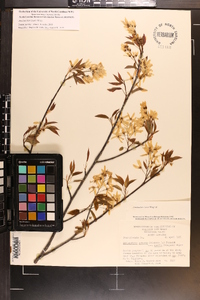 Amelanchier laevis image