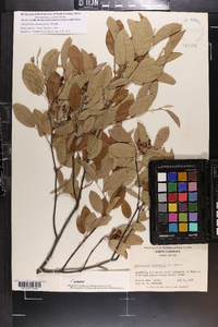 Amelanchier canadensis image