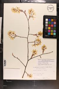 Amelanchier canadensis image