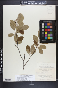 Amelanchier canadensis image