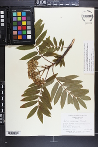 Sorbus americana image