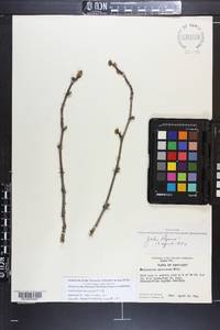 Zanthoxylum americanum image