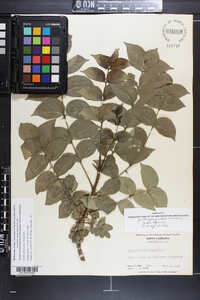 Zanthoxylum clava-herculis image