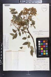 Zanthoxylum clava-herculis image