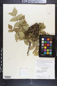 Zanthoxylum clava-herculis image