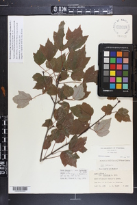 Acer rubrum var. trilobum image