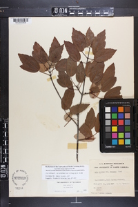 Acer rubrum var. trilobum image