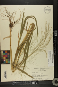 Panicum dichotomiflorum var. dichotomiflorum image