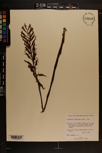 Stenorrhynchos lanceolatum var. lanceolatum image