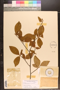 Stewartia malacodendron image