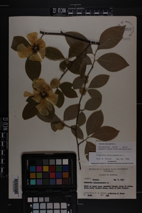 Stewartia malacodendron image