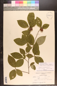 Stewartia malacodendron image