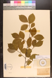 Stewartia malacodendron image