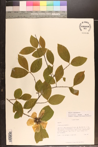 Stewartia malacodendron image