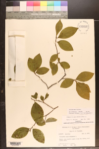 Stewartia malacodendron image