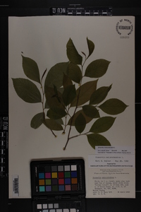 Stewartia malacodendron image