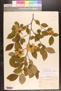 Stewartia malacodendron image