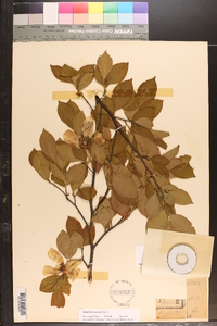 Stewartia malacodendron image